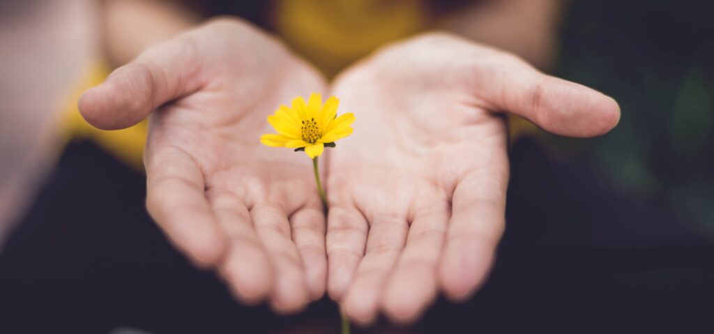 Billede af to hænder som holder en gul blomst
